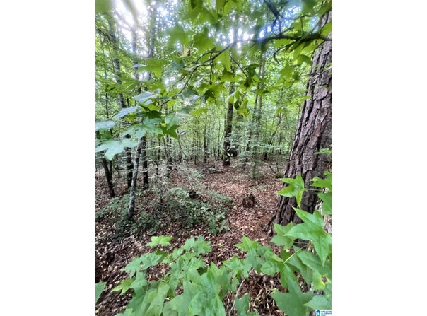0 ANDREW JACKSON ROAD, ALEXANDER CITY, AL 35010