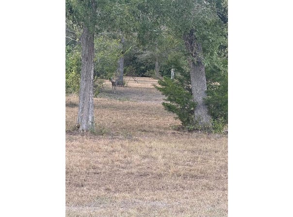 prt of 1251 Deer Point Road, Caldwell, TX 77836