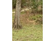 251 Saint Paul Road, Sandy Hook, MS 39443
