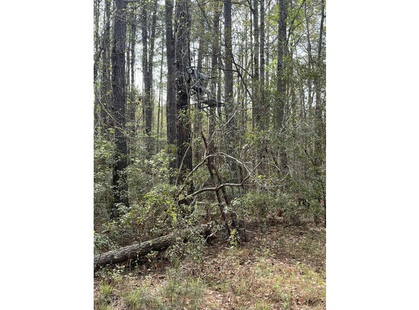 0 Palm Street, Reevesville, SC 29471