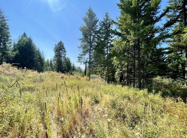 2599 F SCOTT RD, RICE, WA 99167