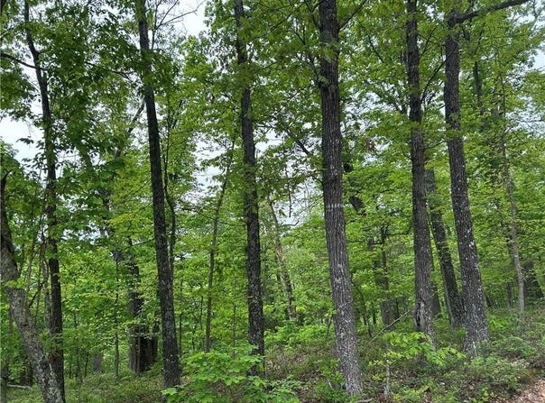 Arabian  LN, Rogers, AR 72756