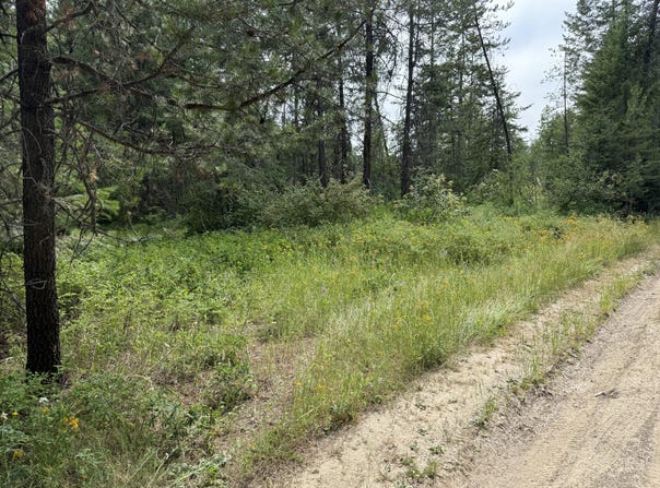 LOT 1 SPRINGDALE-HUNTERS RD, SPRINGDALE, WA 99173