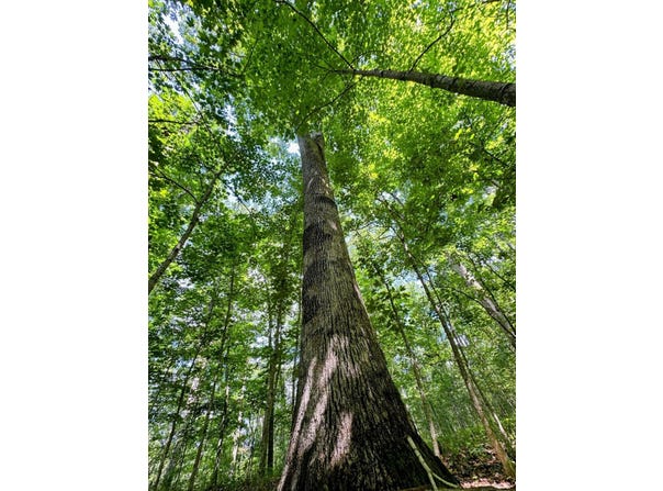 Pleasant Valley Rd, Vinton, OH 45686