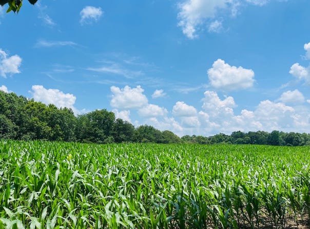 81 Shearer Cemetery Ln, Columbia, KY 42728