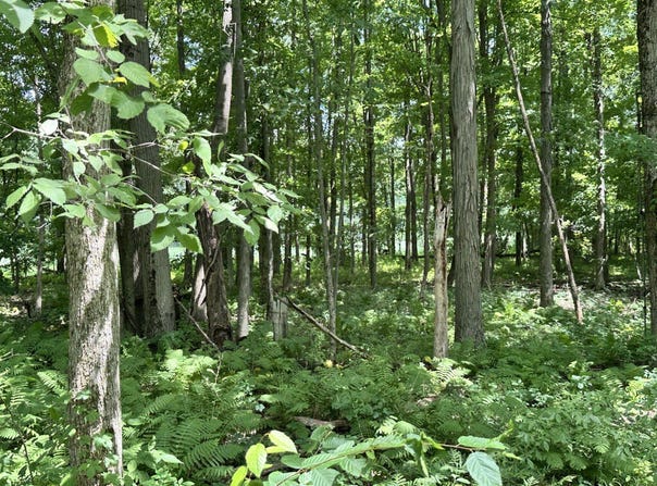 Flach Road, Vicksburg, MI 49097