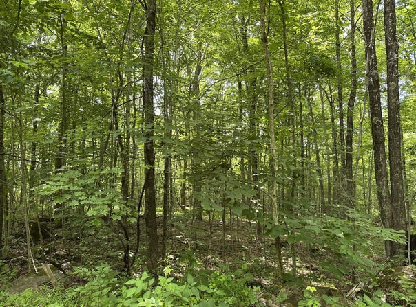Molly Road, Crawley, WV 24931