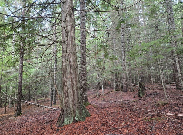 Elk Heights Lane lot: A-4, Heron, MT 59844