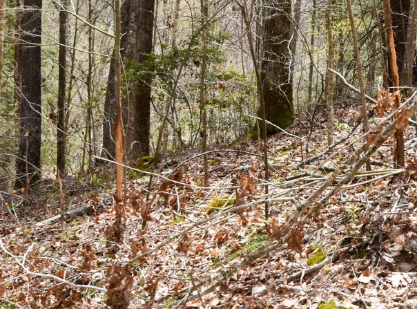 1897 Laurel Creek Rd, Road, Vanceburg, KY 41179