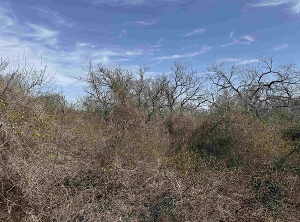 Lot 295 Pinemont Drive, Kingsland, TX 78639