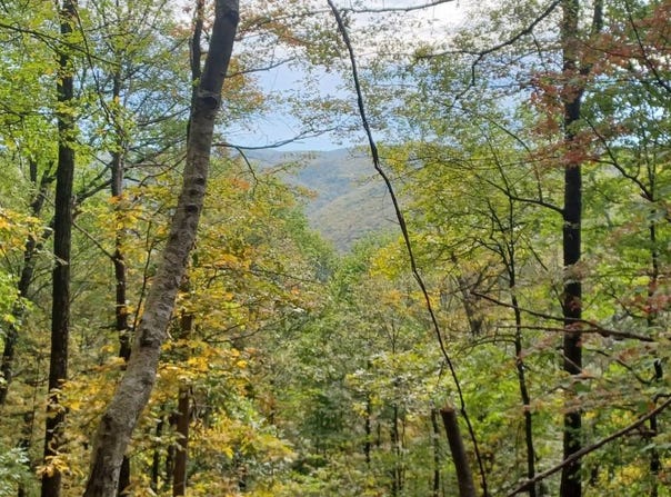 0 Indian Camp Run Road, Renovo, PA 17764