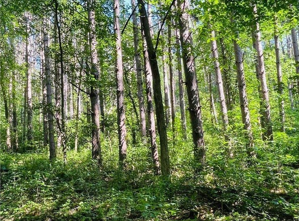 Xxx Brown Lane, Pepin, WI 54759