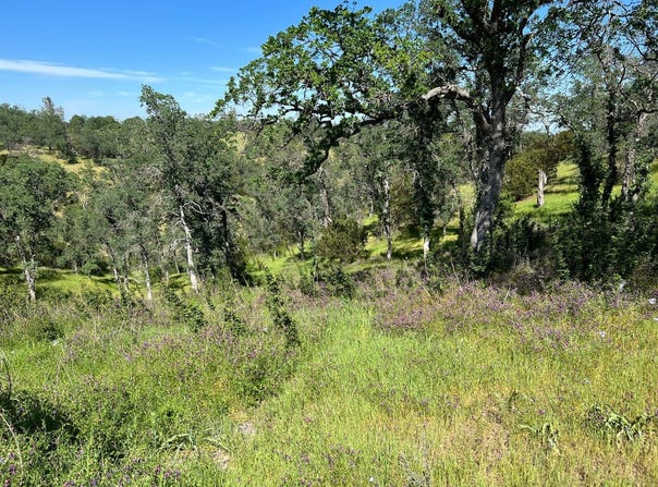 16298 Lariat Loop, Corning, CA 96021
