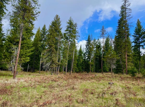 Nhn Big Fir Drive, Thompson Falls, MT 59873