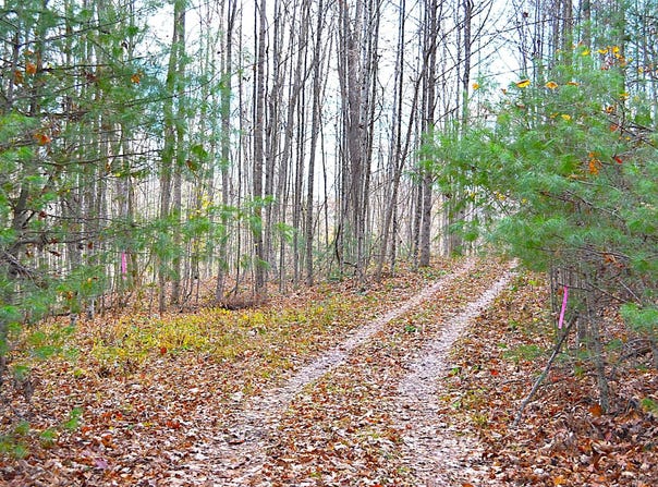 390 Joyful Way, Jumping Branch, WV 25969
