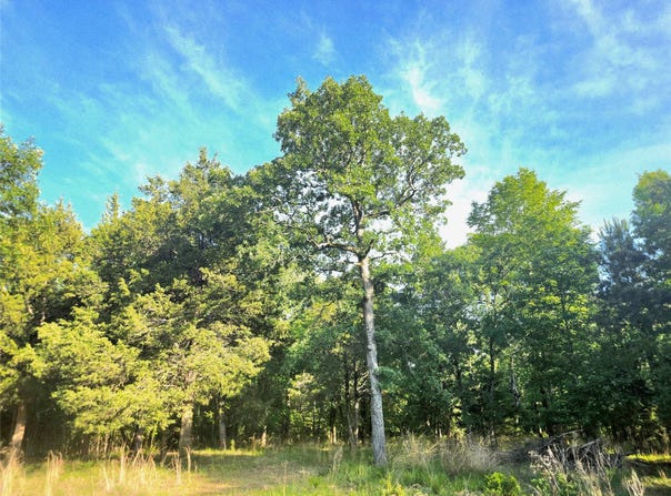 Timber Ridge lot: 377, Larue, TX 75770