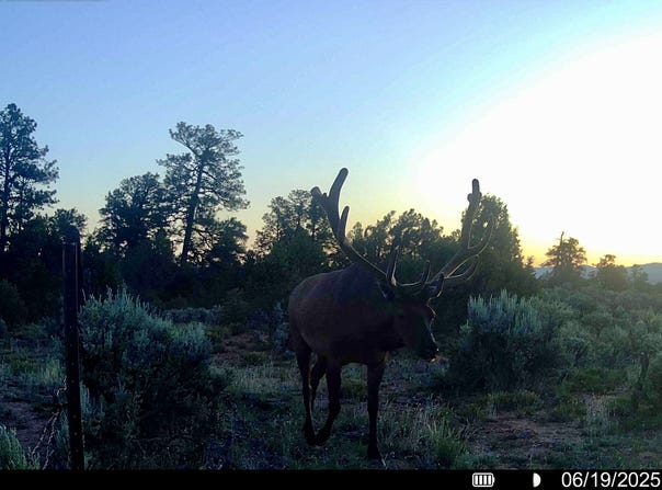 NSN Forest Road 131 C, Tierra Amarilla, NM 87551