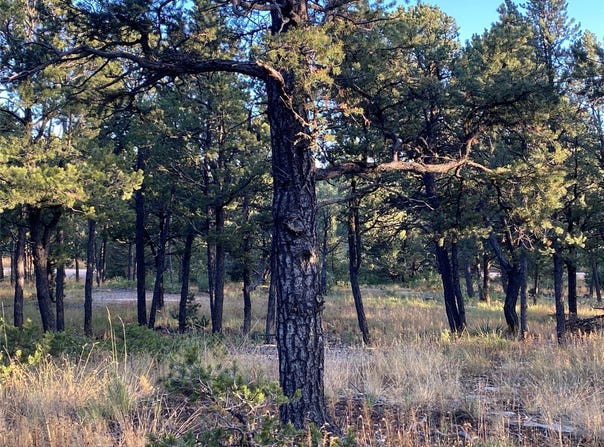 3 Dancing Hawk Drive, Pecos, NM 87552
