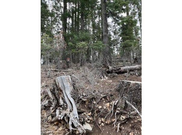 Sugar Pine Dr lot: 18, Cloudcroft, NM 88317-0544