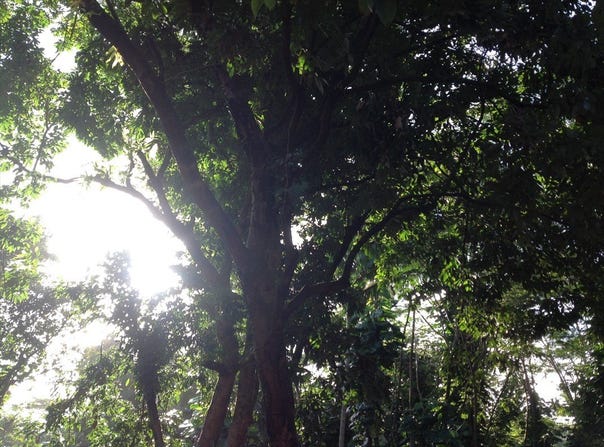 MAKO WAY, Pahoa, HI 96778