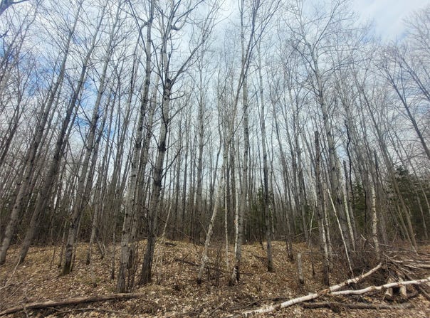 On Broken Arrow Road, Holcombe, WI 54745