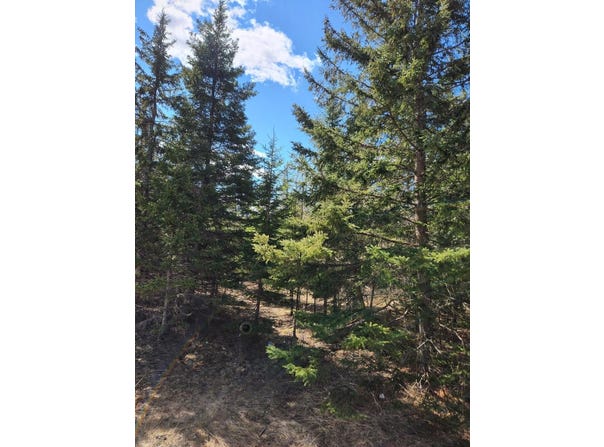 46.6 Acres +/- Vacant Land US-131, Boyne Falls, MI 49713