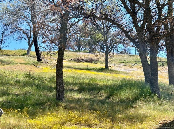 0 Piute Meadows Road, Caliente, CA 93518