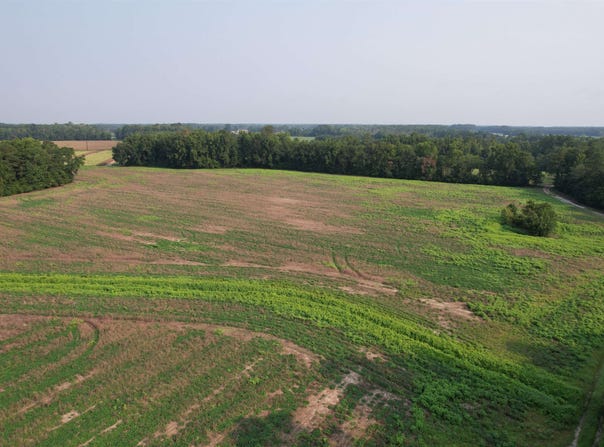 85+/- Acres - Antler Dr, Johnsonville, SC 29555