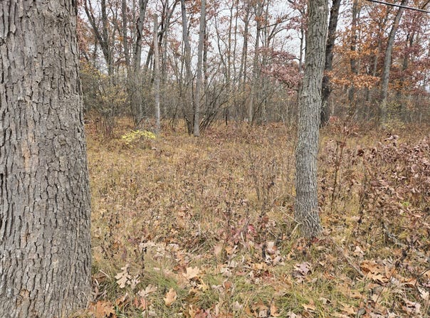 Woodbridge, Bitely, MI 49309