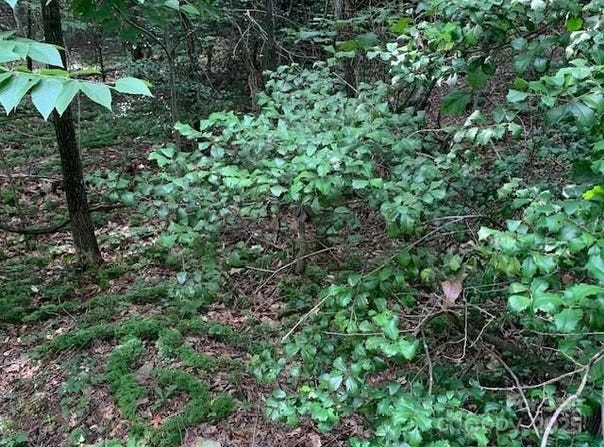 7.67 AC. HOLBERT COVE Road unit: 7.67 Ac., Saluda, NC 28773