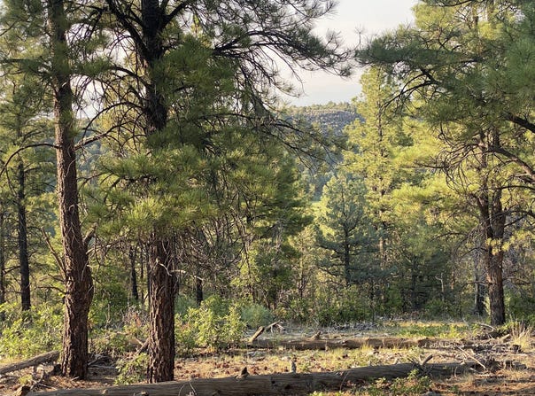 Tract D-4b-1 TBD, Tierra Amarilla, NM 87575