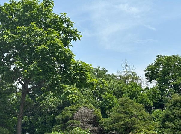 STONY CREEK BOULEVARD, EDINBURG, VA 22824