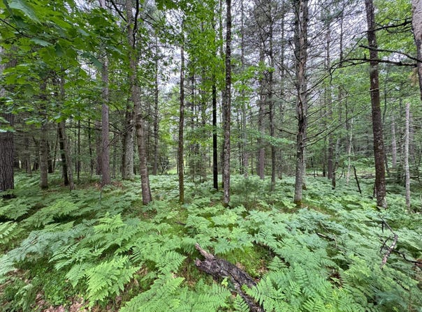 TRAILWOOD DR lot: #90, Minocqua, WI 54548