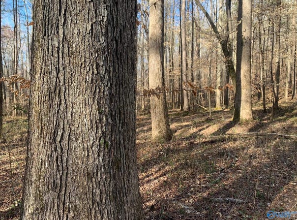 1500 Burton Loop Road, Altoona, AL 35952