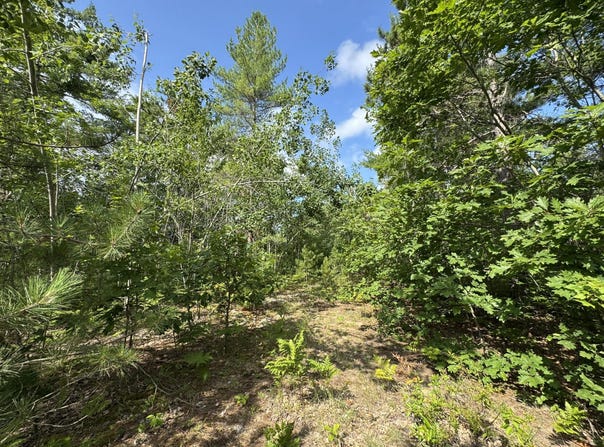 10320 Upper Mograin Road, Cheboygan, MI 49721