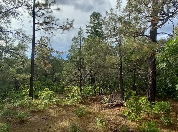 1781, Chama, NM 87520