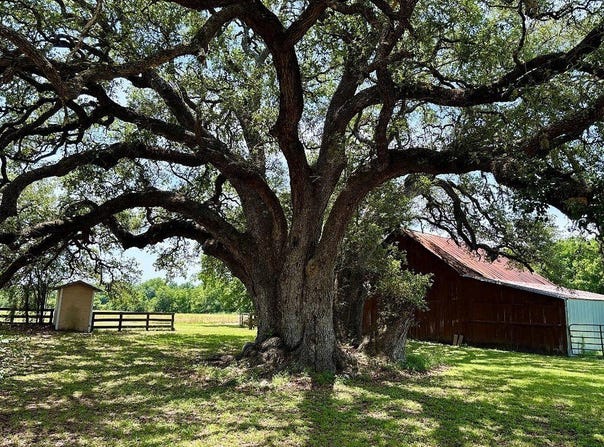 7902 Sandy Hill Road, Brenham, TX 77833