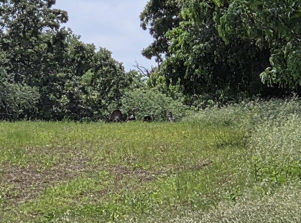 1023 NE 40th Road, Lamar, MO 64759