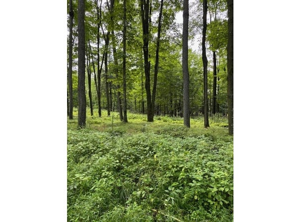 80 Acres N BRANCH ROAD, Wittenberg, WI 54499