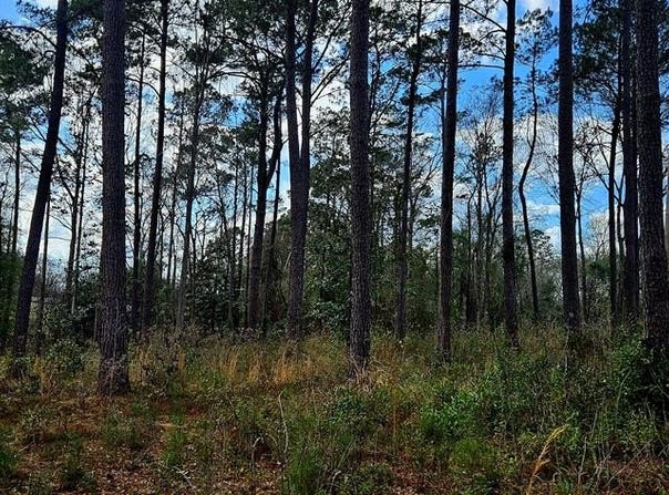 NHN Hwy 11, Poplarville, MS 39470