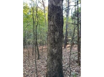 Tract 4 Hwy 9w, OXFORD, MS 38655