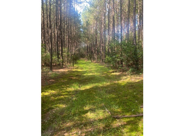 TBD Webb Rd., Spearsville, LA 71277