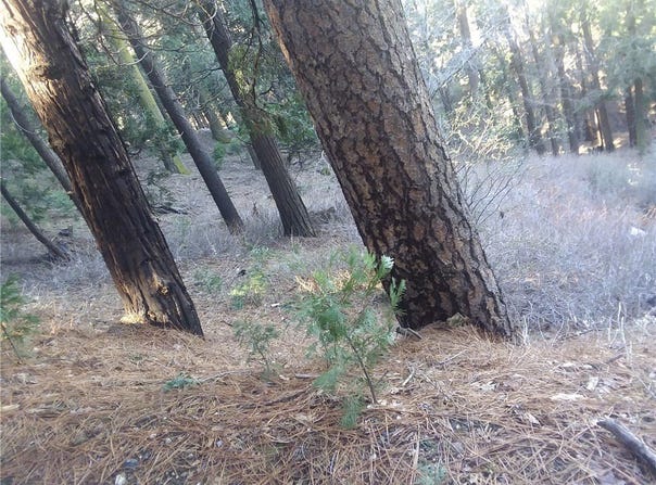 0 El valle Road, Cedarpines Park, CA 92322