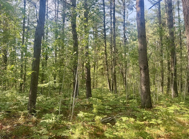 Sturgis Road, Atlanta, MI 49709