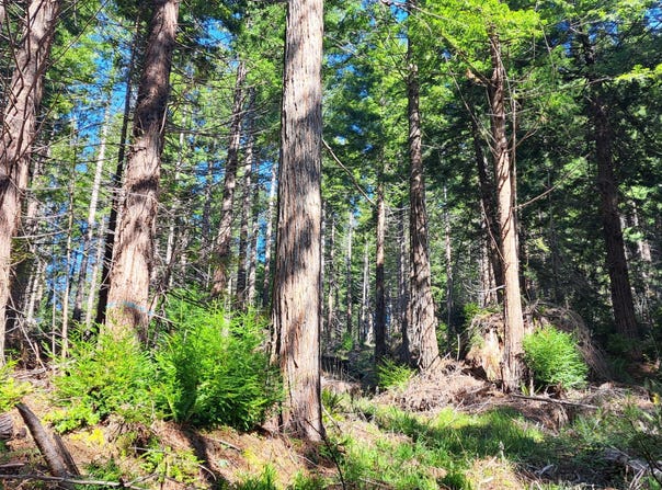 403.131042 Redmond Road, Eureka, CA 95503