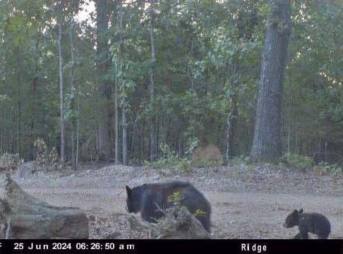 County Road 630, Gainesville, MO 65655