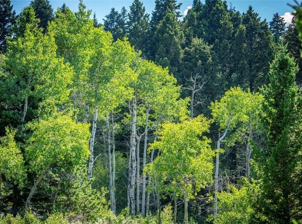 Livingston Peak Road, Livingston, MT 59047
