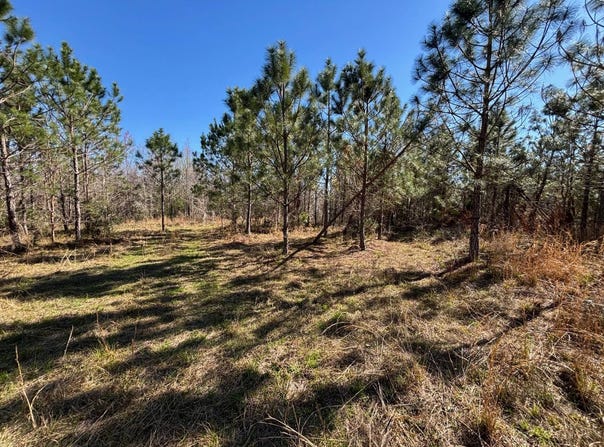 005 Brushy Hammock, Mayo, FL 32066