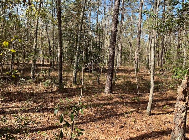 6005 Old Salkehatchie Rd, Early Branch, SC 29916