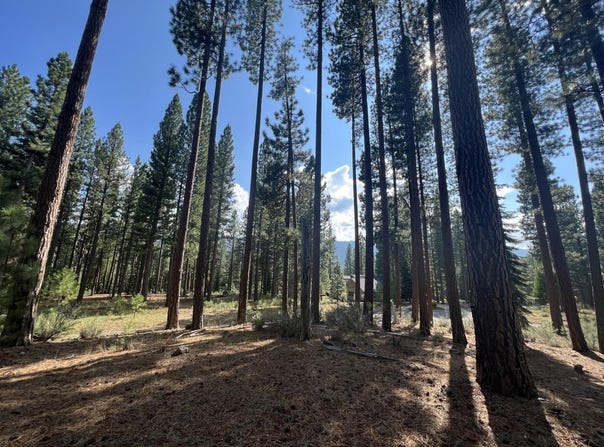 655 Bobcat Trail, Clio, CA 96106